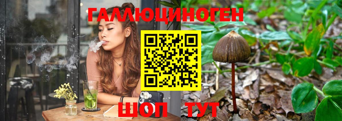 Псилоцибиновые грибы Cubensis Грозный